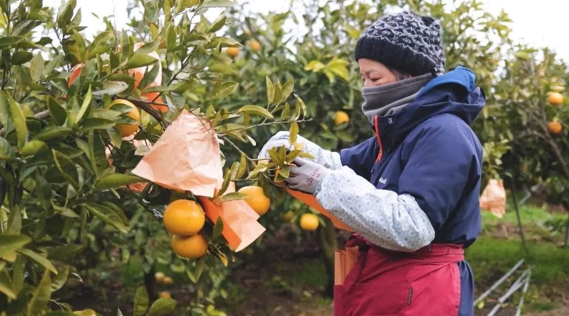 MINAI SAUNA AROMA 02. Citrood(シトルード)